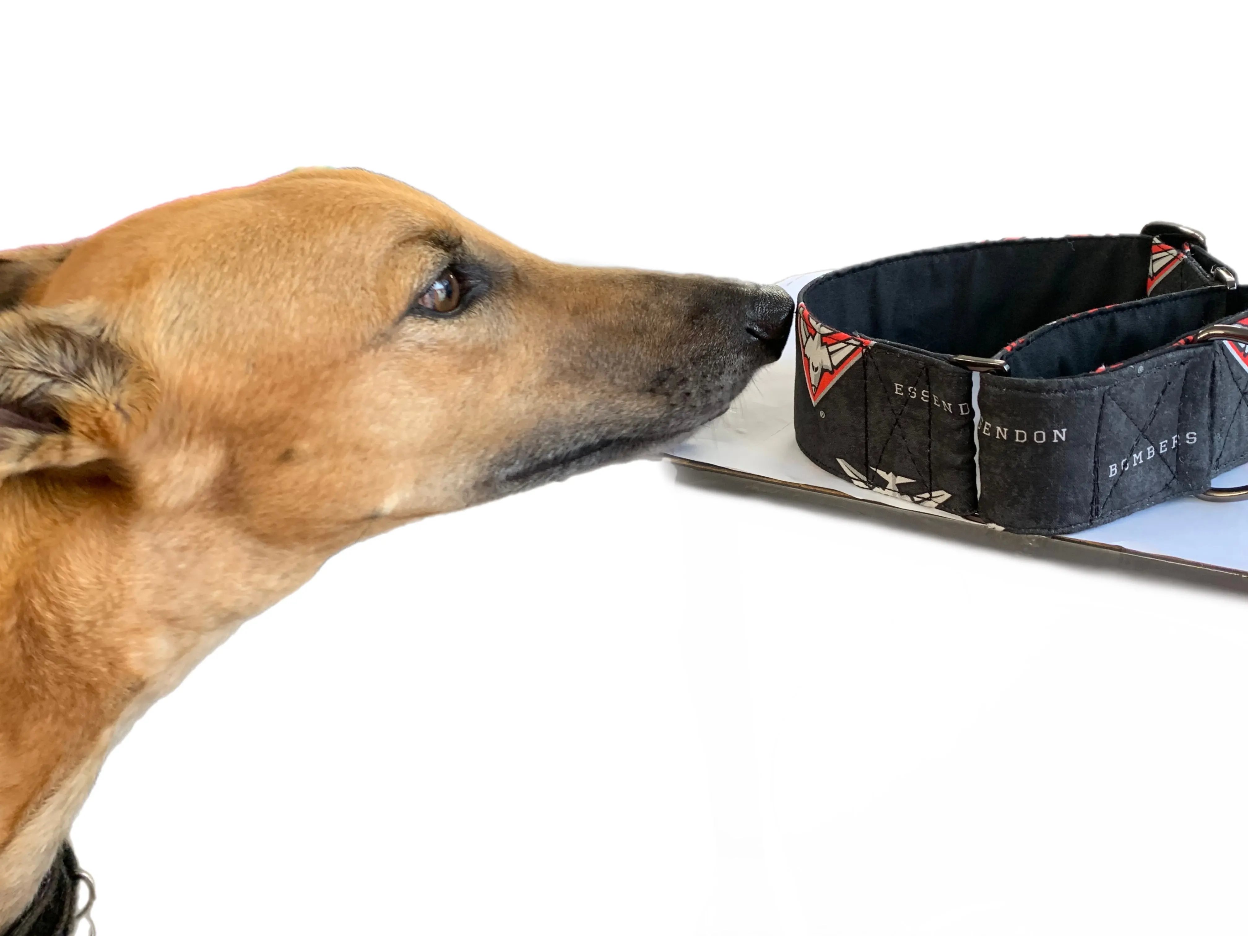 Bombers Martingale collar greyhound collar AFL Essendon Bombers footy cotton fabric